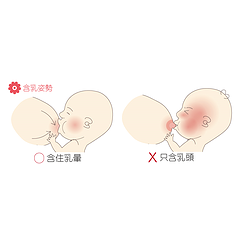 圖二 含乳姿勢.png